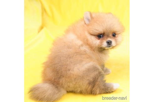 成約済の東京都のポメラニアン-188143の3枚目